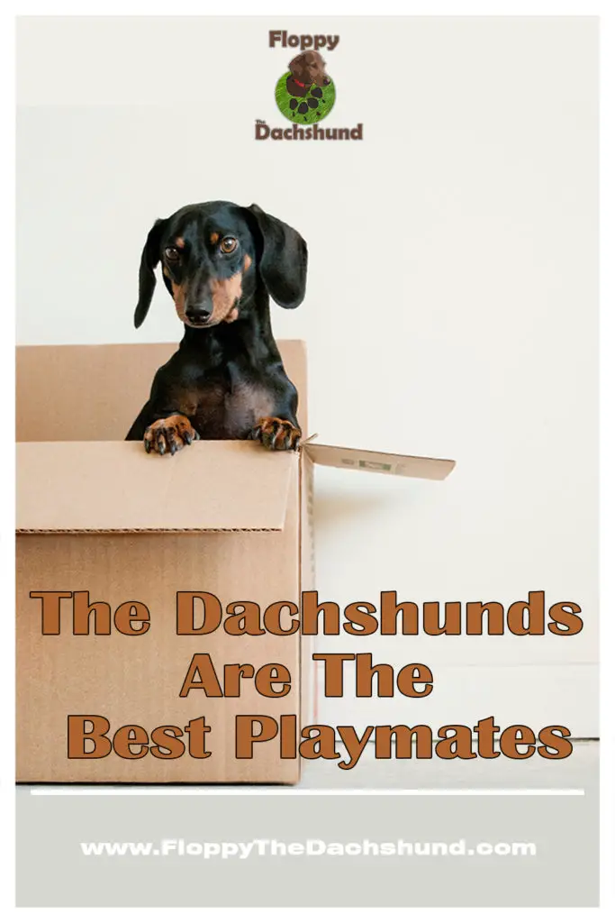 The Dachshunds Are The Best Playmates