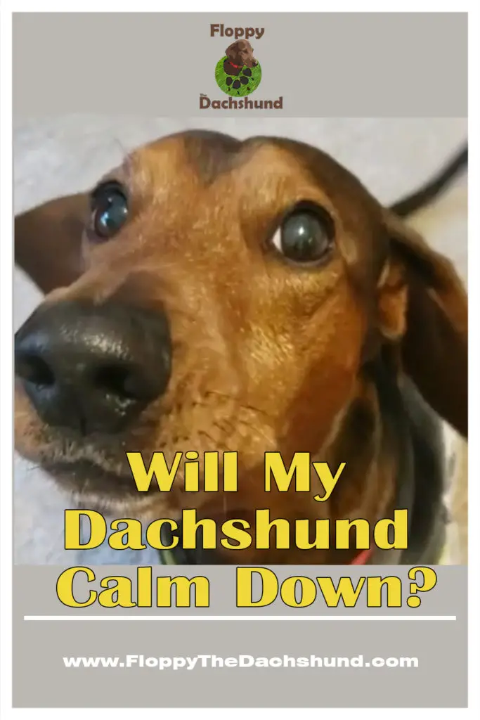 Will My Dachshund Calm Down?