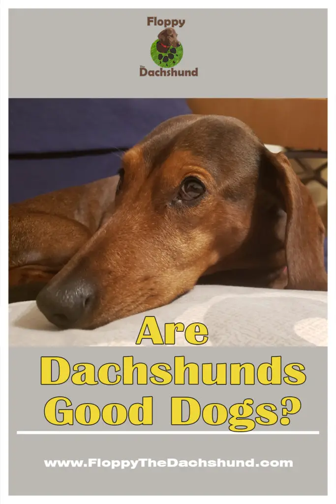 Are Dachshunds Good Dogs?