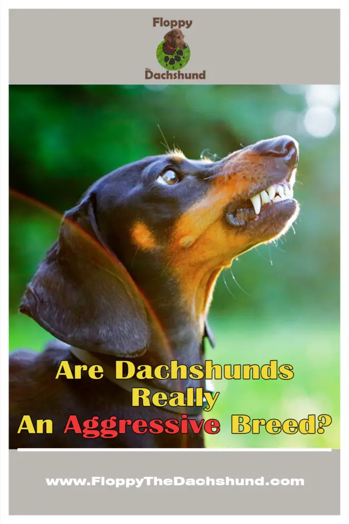 Are Dachshunds Really An Aggressive Breed?