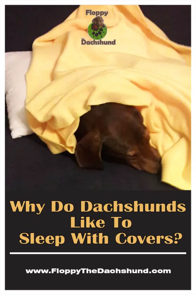Why Do Dachshunds Like To Sleep With Covers?