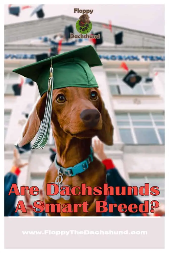 Are Dachshunds A Smart Breed