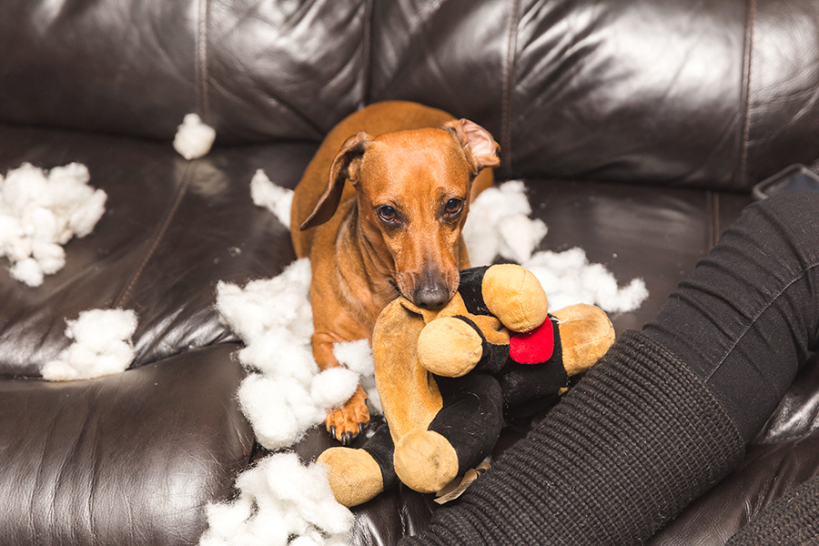 Can Dachshunds Be Destructive?