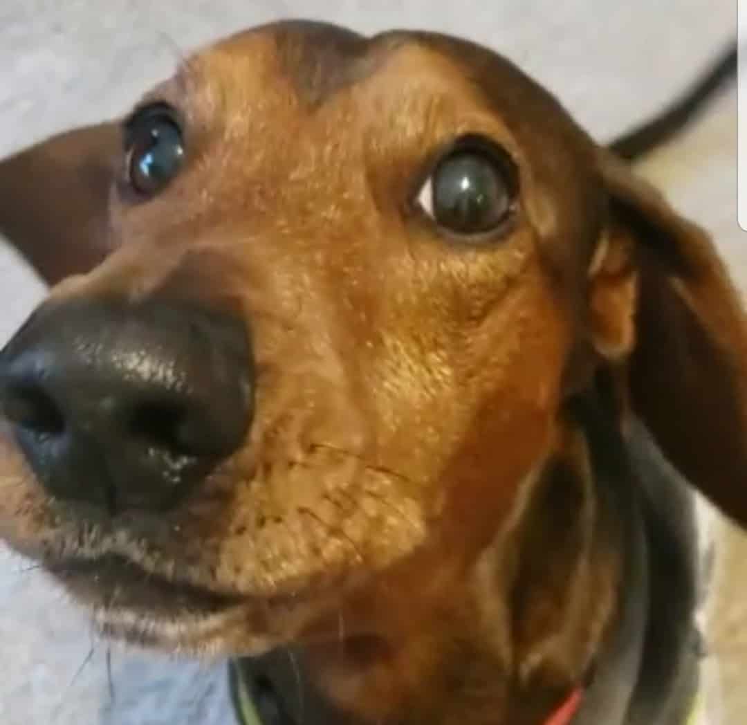 Will My Dachshund Calm Down? - Floppy The Dachshund