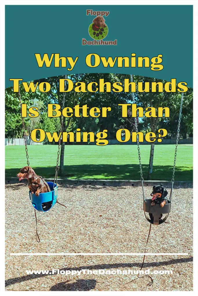 Why Owning Two Dachshunds Better Than Owning One