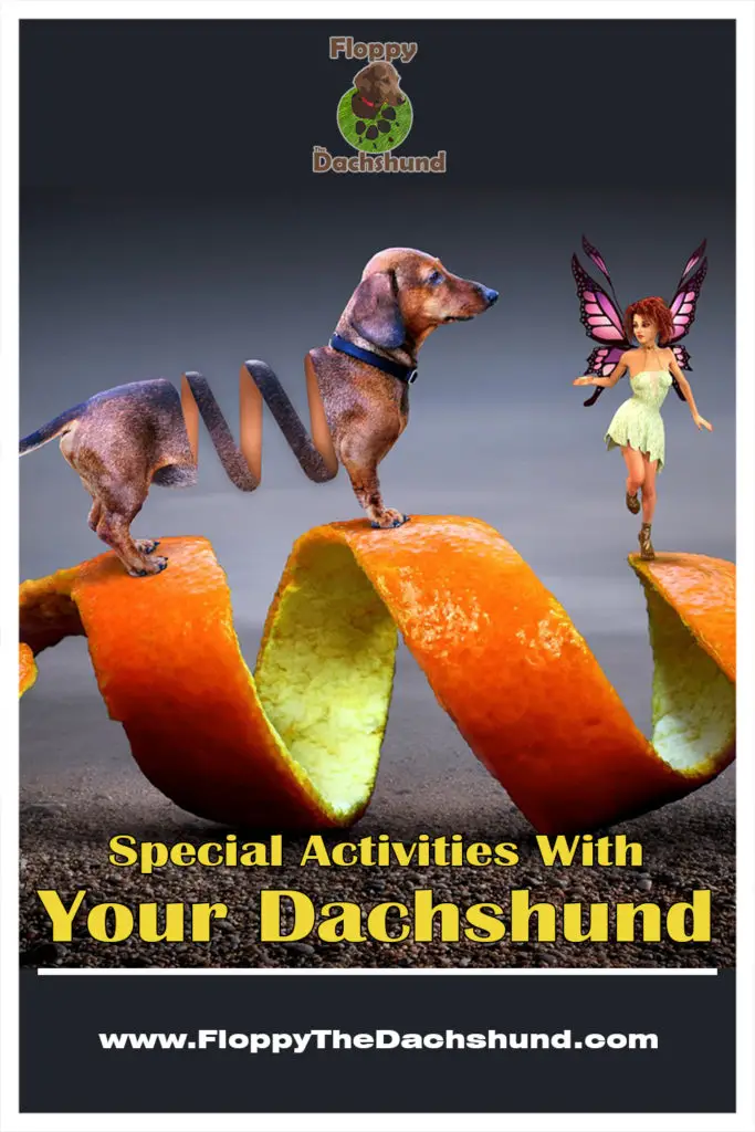 Special Activities With Your Dachshund