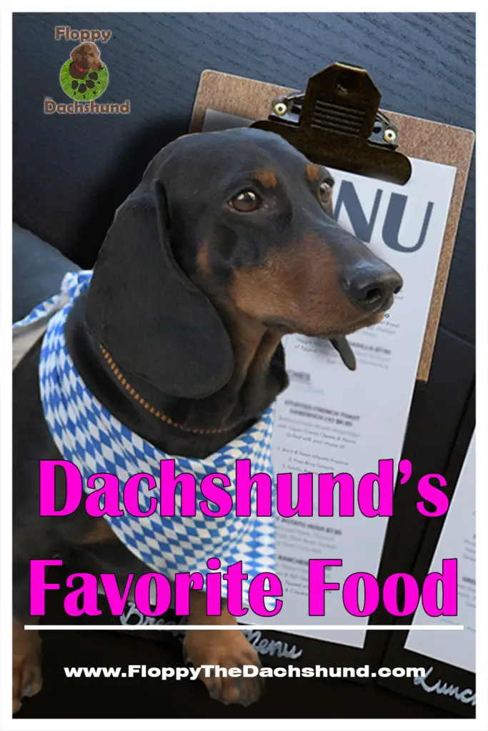 Dachshund’s Favorite Food