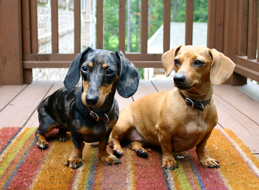 2 Dachshunds Better Than 1