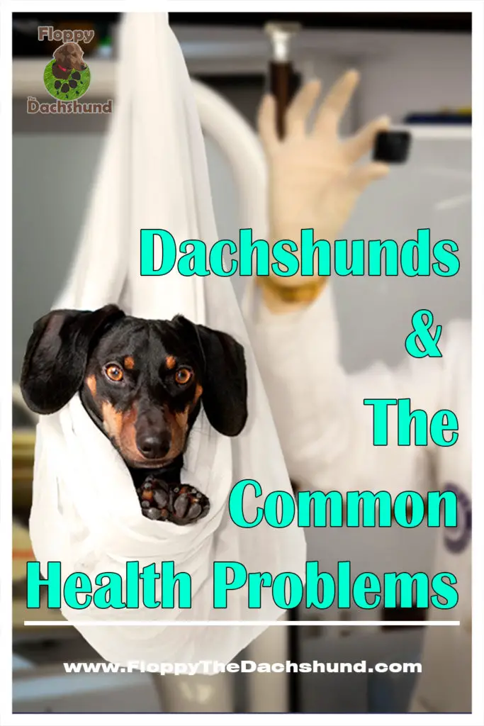 Dachshunds and The Common Health Problems