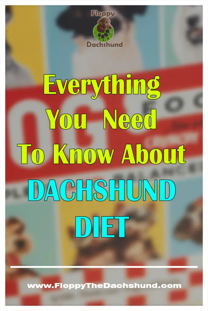 Everything That Is Needed To Know About Dachshund Diet