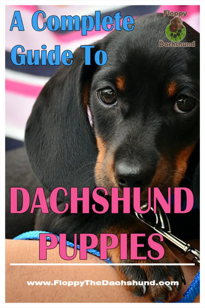 A Complete Guide To Dachshund Puppies