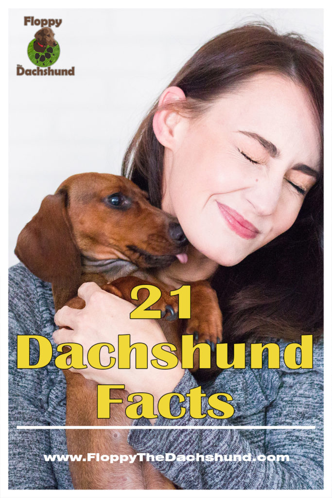 21 Dachshund Facts