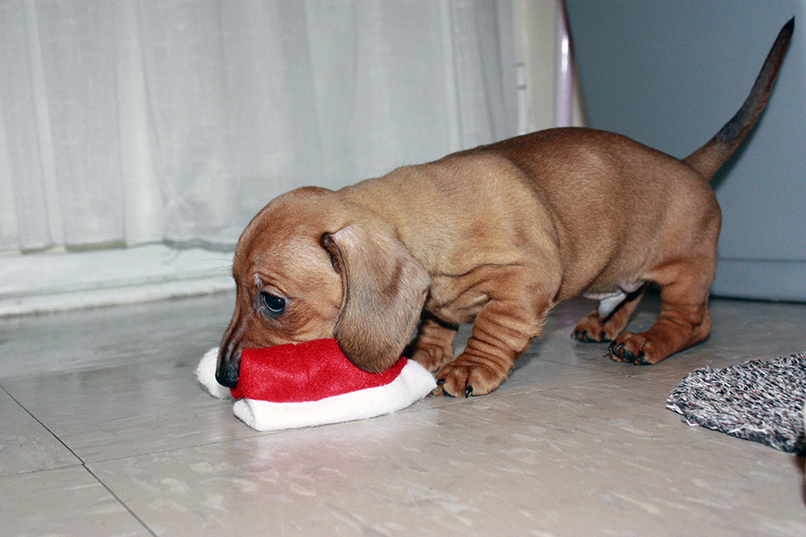 A Complete Guide To Dachshund Puppies