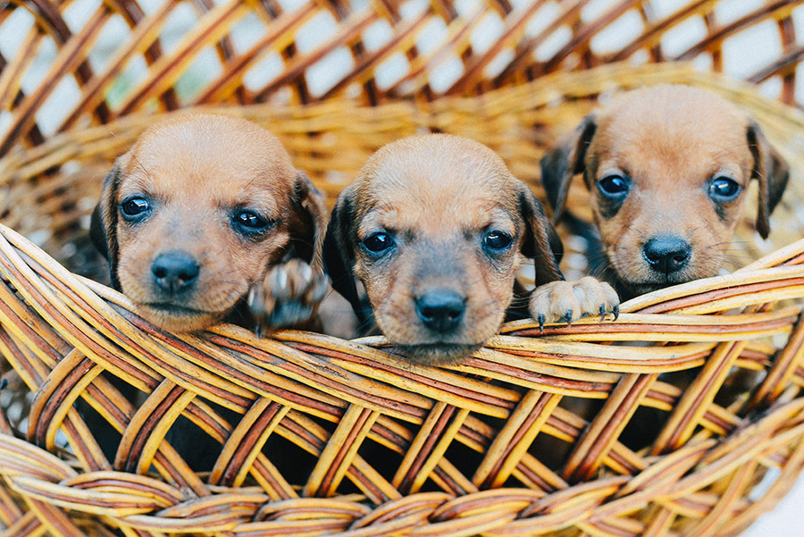 A Complete Guide To Dachshund Puppies