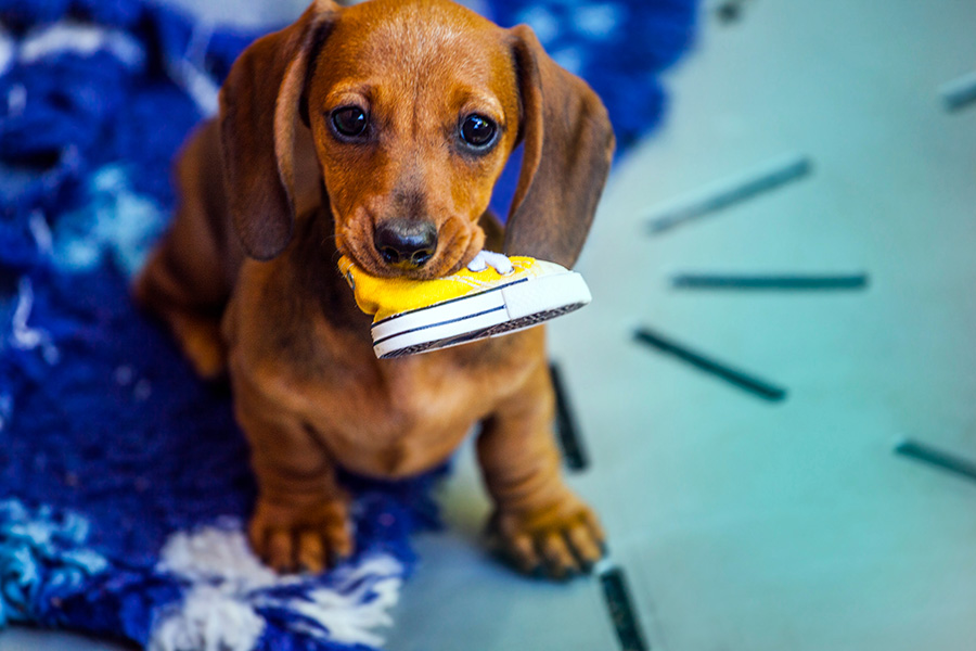A Complete Guide To Dachshund Puppies