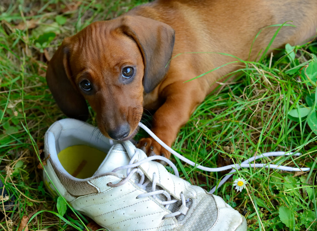 Prepare Yourself To Have A Lot Of Fun When You Are Bringing A Dachshund Home