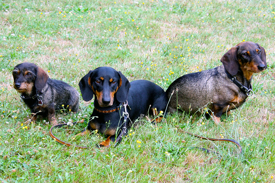 Complete Dachshund Breed Information