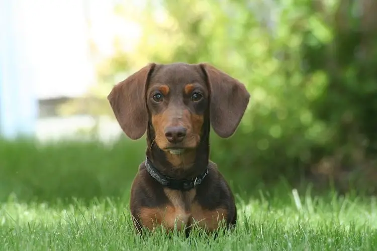 Complete Dachshund Breed Information - Floppy The Dachshund