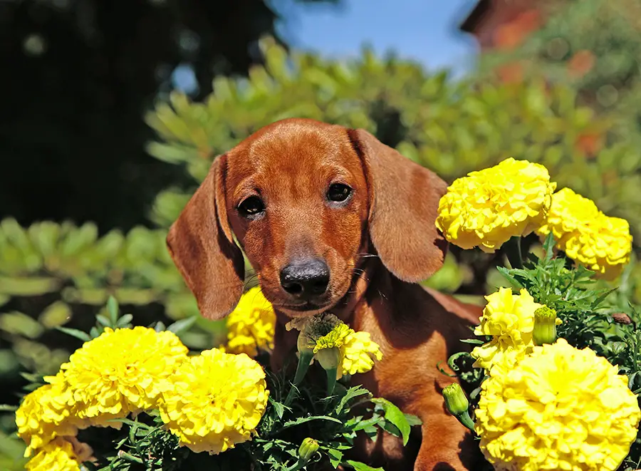 How to potty train your Dachshund puppy fast Floppy The