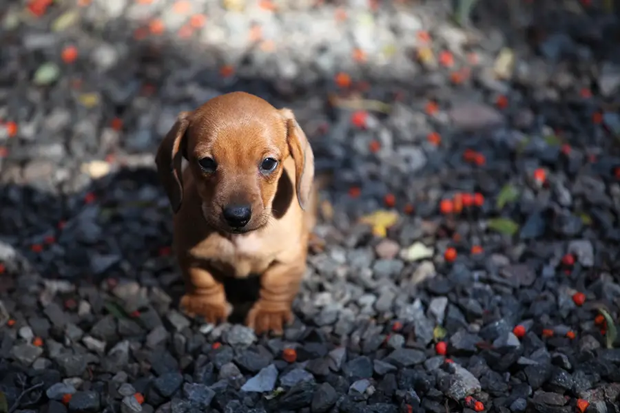 How To Potty Train Your Dachshund Puppy Fast Floppy The