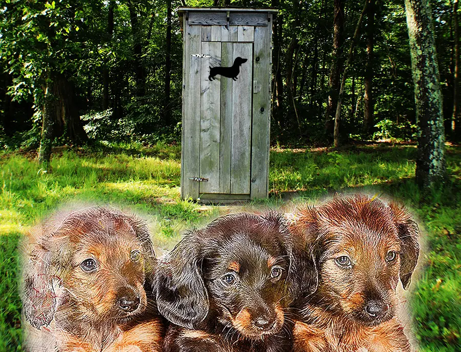 how to house train a dachshund