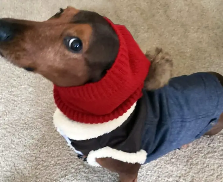 Best Coats For Dachshunds 58 Off, Dachshund Winter Coat With Hood