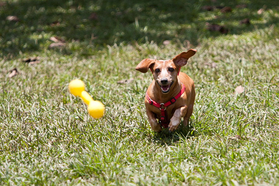 Prepare Yourself To Have A Lot Of Fun When You Are Bringing A Dachshund Home
