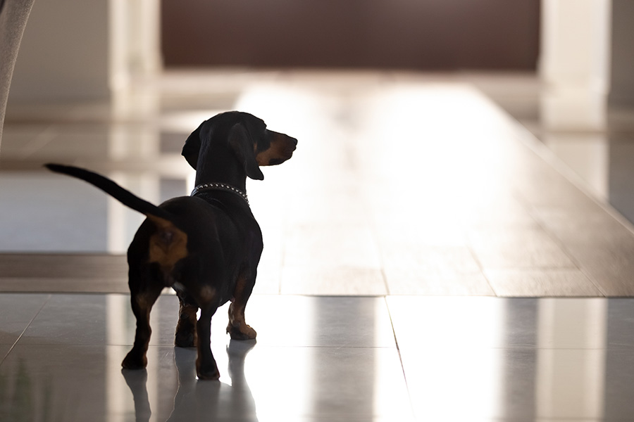 Resolving Behavioral Problems In Dachshund
