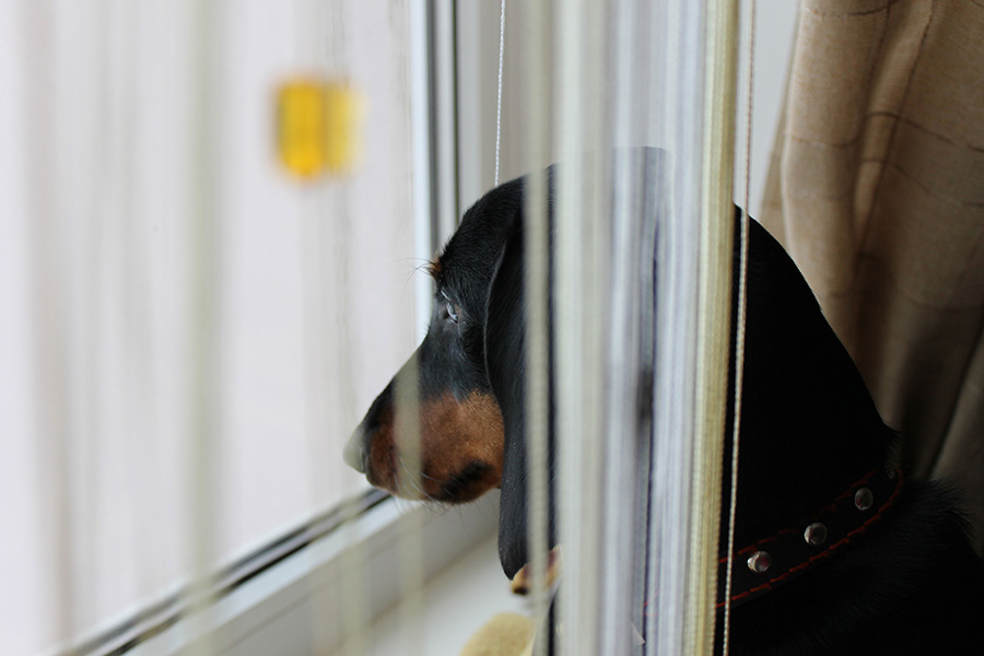 Resolving Behavioral Problems In Dachshund