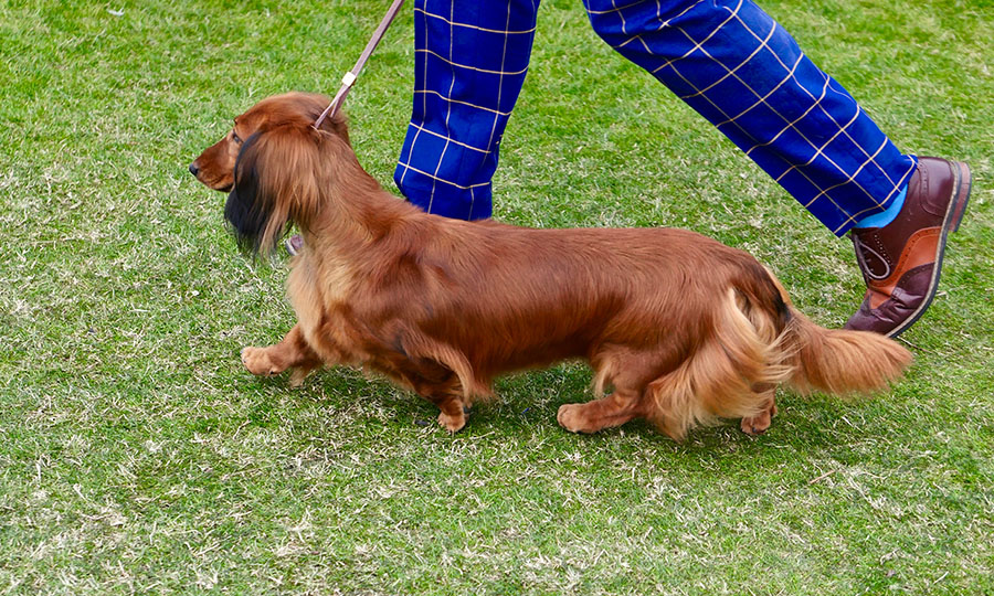 10 Steps To Follow When Disciplining Your Dachshund