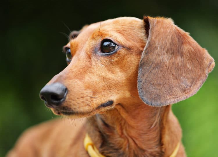 10 Steps To Follow When Disciplining Your Dachshund