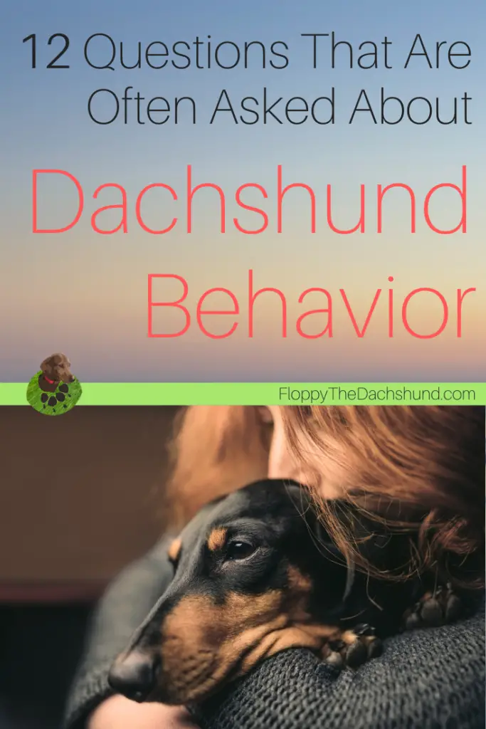 12 Questions That Are Often Asked By Dachshund Parents About Their Dog’s Behavior