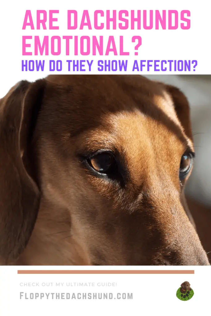 Are Dachshunds Emotional How Do They Show Affection To Their Parents?