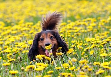 do dachshunds smell