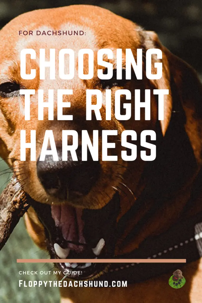 Choosing The Right Harness For Your Dachshund