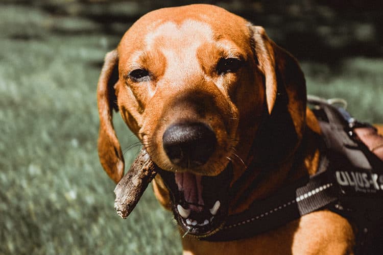 Choosing The Right Harness For Your Dachshund