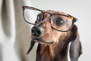 Common Reasons Behind Your Adult Dog Peeing In The House