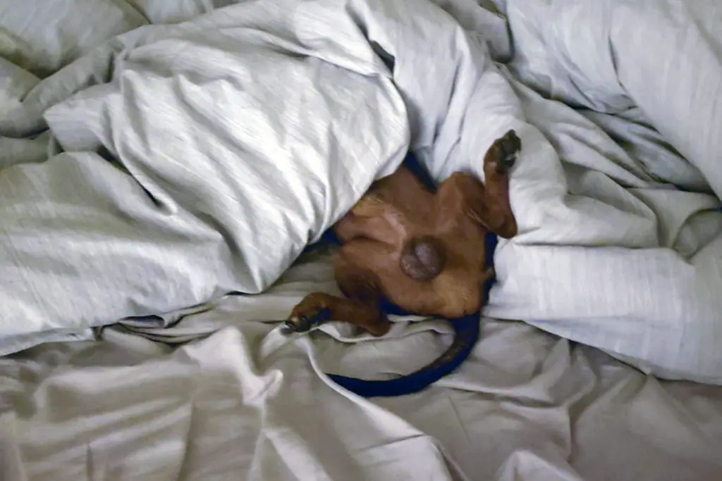 Dachshunds And Their Sleeping Patterns Floppy The Dachshund