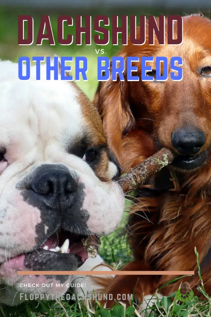 Dachshund vs Other Breeds