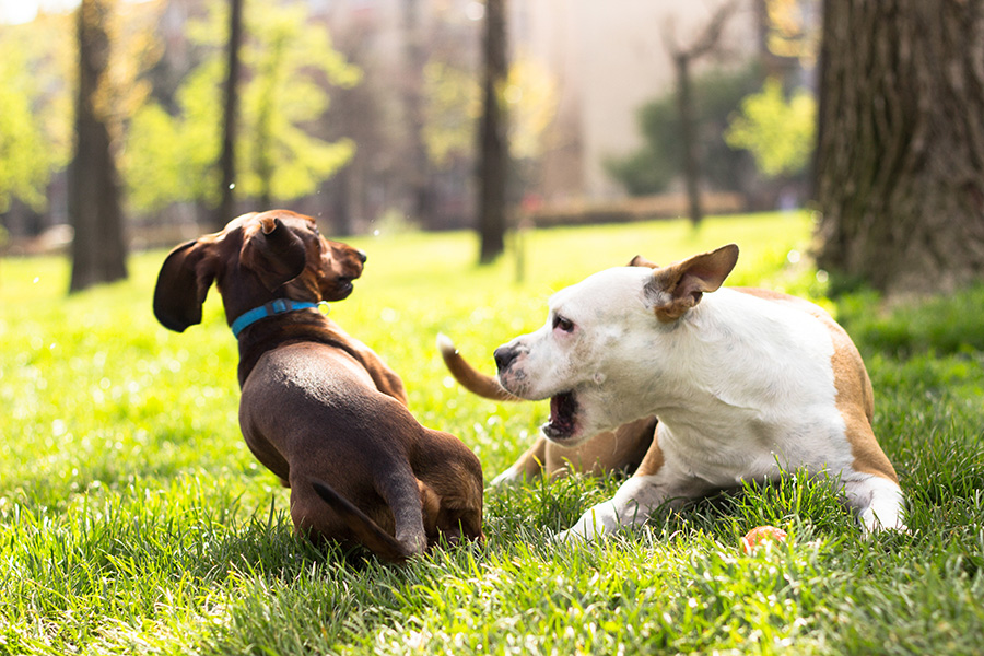 Dachshund – Curbing Aggressive Behavior