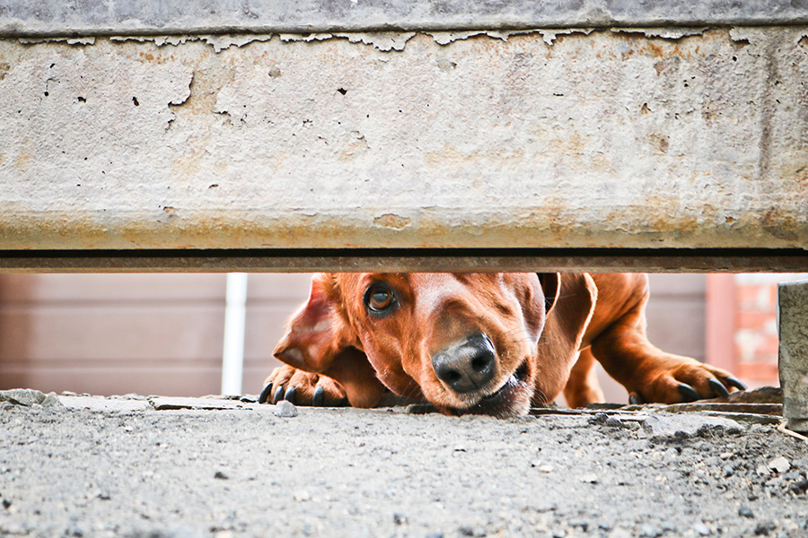 Dachshund – Curbing Aggressive Behavior