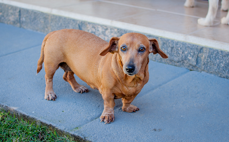 Dachshunds And Their Sleeping Patterns