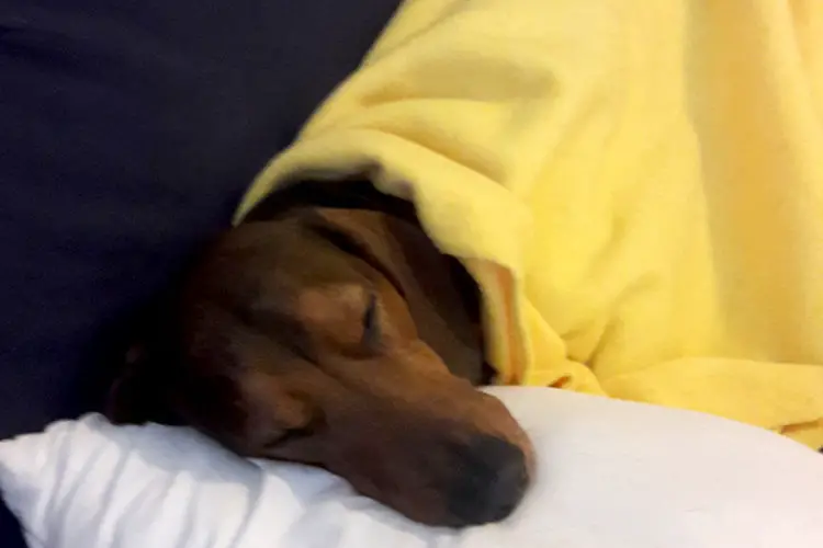 Dachshunds And Their Sleeping Patterns Floppy The Dachshund