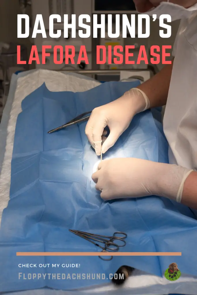 Dachshund's Lafora Disease