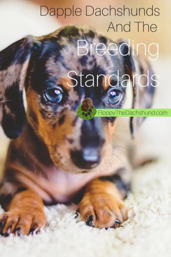 Dapple Dachshunds And The Breeding Standards