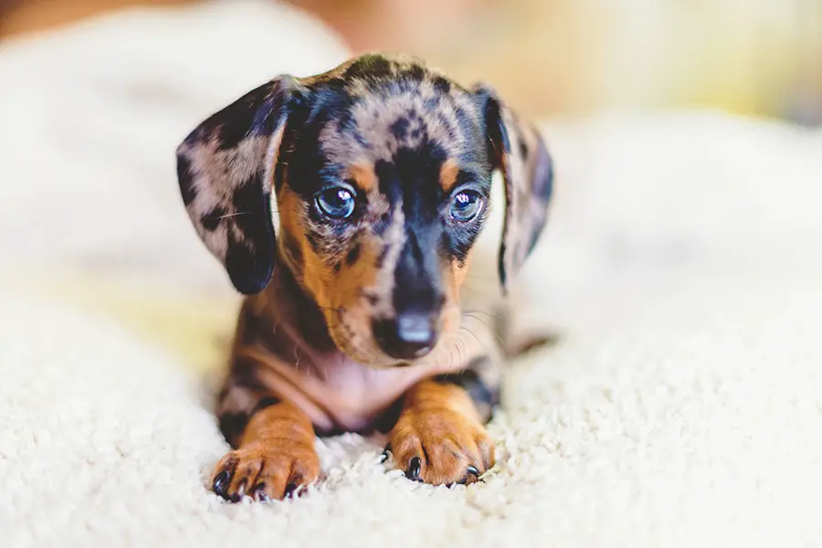 spotted dachshund