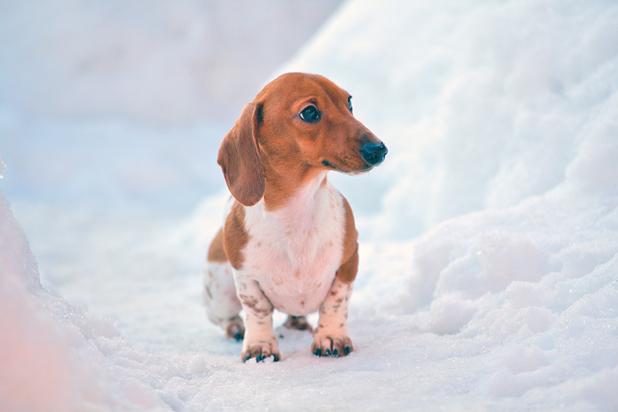 Different Colors, Coat Types, And Patterned Dachshunds And How They Are Bred