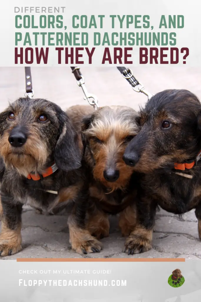 Different Colors, Coat Types, And Patterned Dachshunds And How They Are Bred?