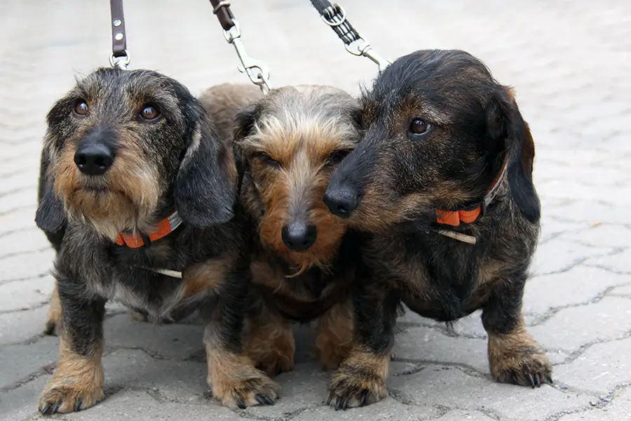 Different Colors, Coat Types, And Patterned Dachshunds And