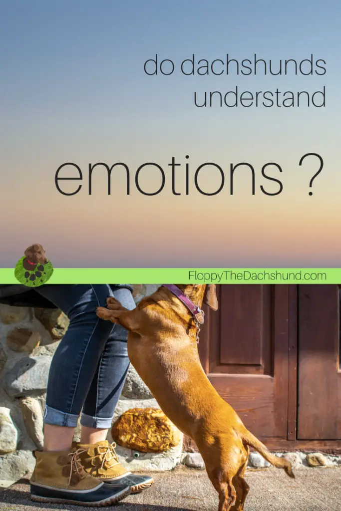 Do Dachshunds Understand Emotions
